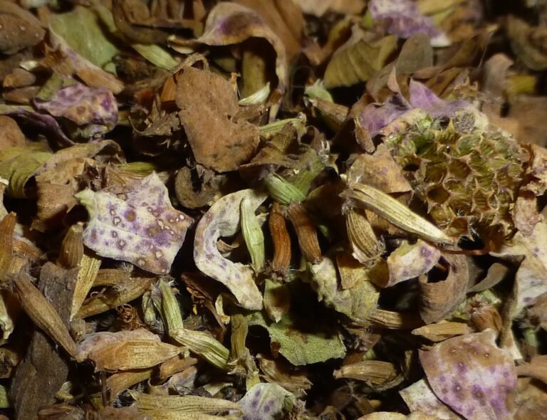 spotted beebalm dried for tea