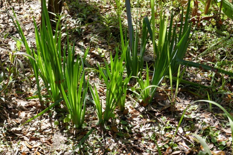 blueflag iris Iris virginica leaves
