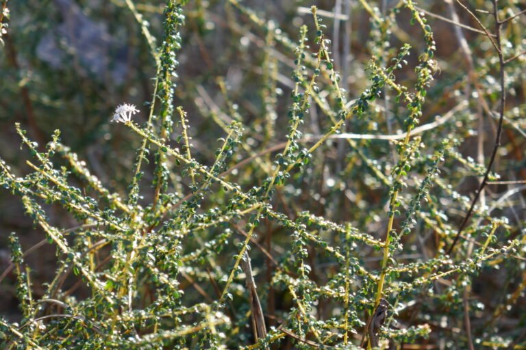 littleleaf buckbrush Ceanothus microphyllus leaves