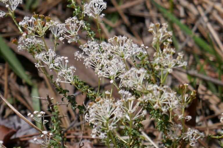 littleleaf buckbrush Ceanothus microphyllus flowers