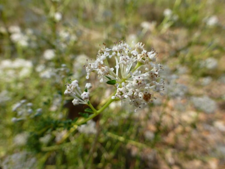 littleleaf buckbrush Ceanothus microphyllus flowers