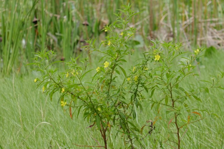 anglestem primrosewillow Ludwigia leptocarpa planted at a lake edge