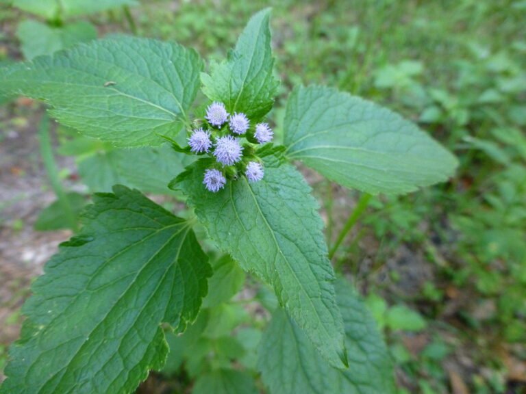 blue mistflower Conoclinium coelestinum leaves