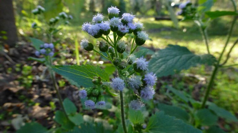 blue mistflower Conoclinium coelestinum
