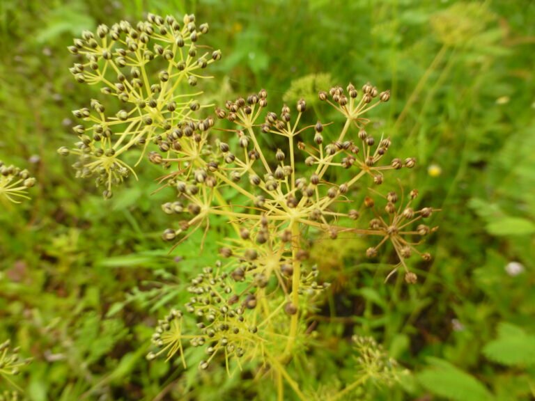 mock bishops weed seeds