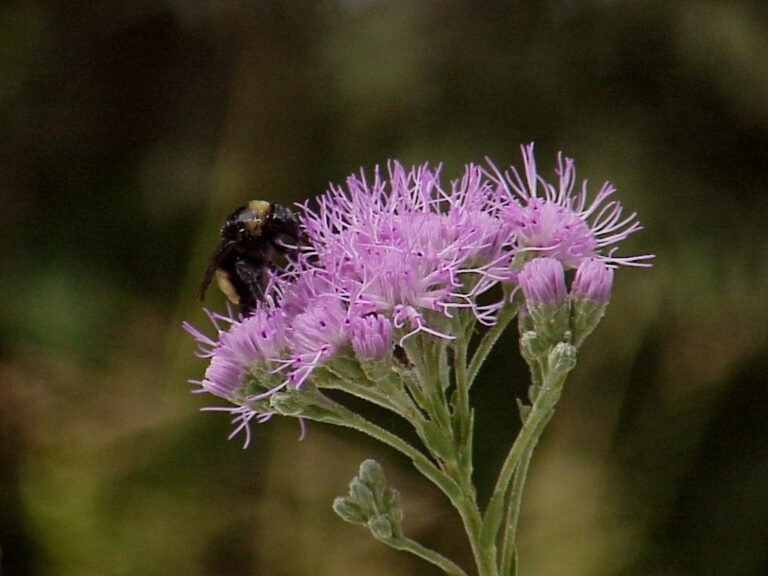 Carphephorus corymbosus Florida paintbrush and a bumblebee