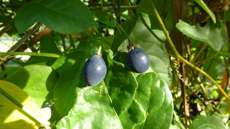 Passiflora suberosa corkystem passionflower ripe fruit