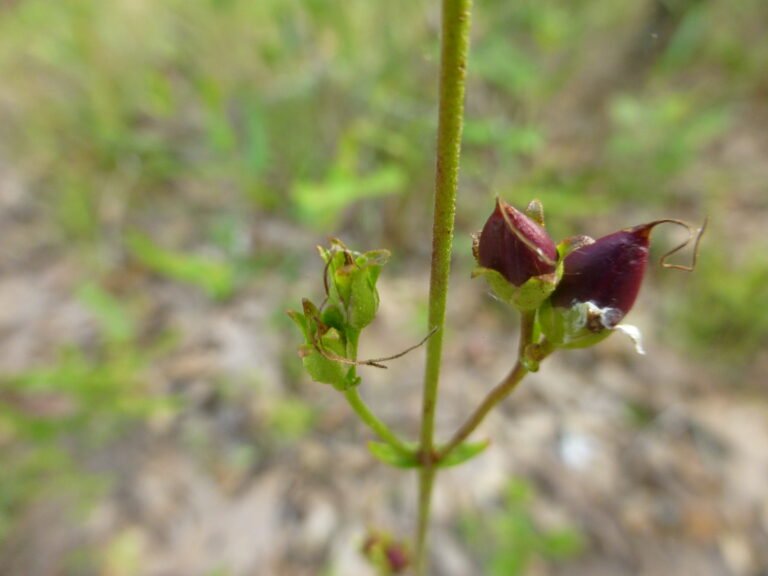 beardtongue penstemon multiflorus seed pods