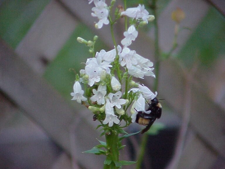 beardtongue penstemon multiflorus and bumblebee