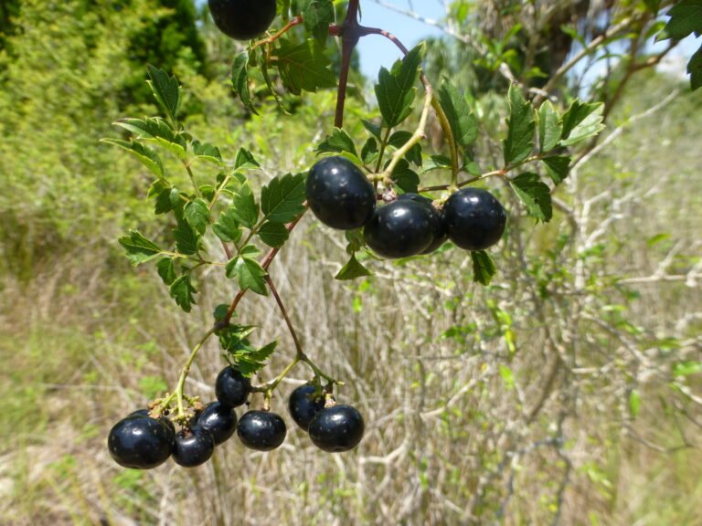 peppervine Nekemias arborea ripe fruit