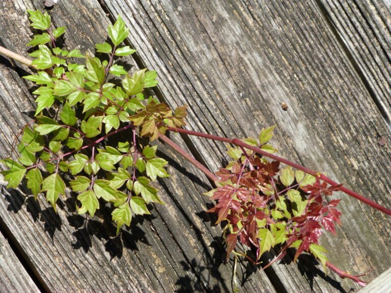 peppervine Nekemias arborea leaves