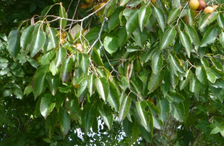 persimmon Diospyros virginiana leaves