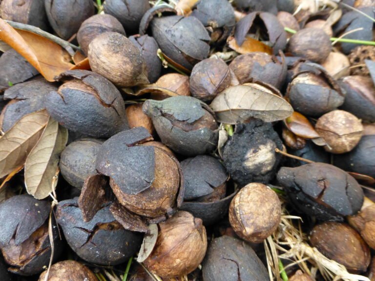 pignut hickory Carya glabra dried mature nuts