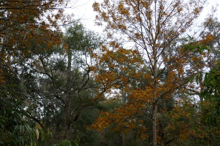pignut hickory Carya glabra yellow fall leaves