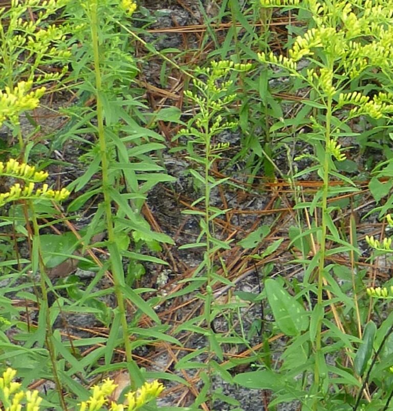 pinebarren goldenrod Solidago fistulosa leaves