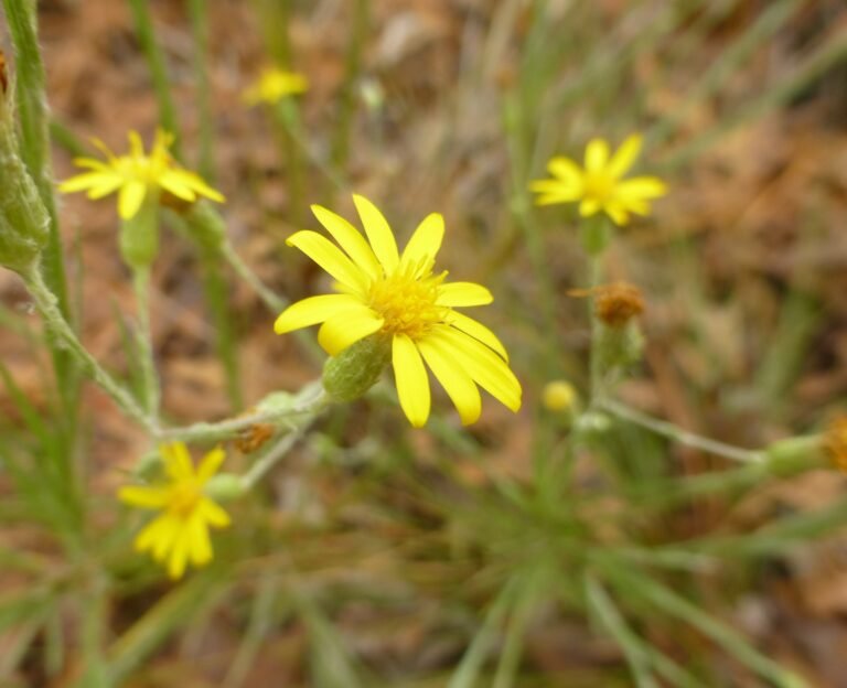 narrowleaf silkgrass Pityopsis graminifolia flower
