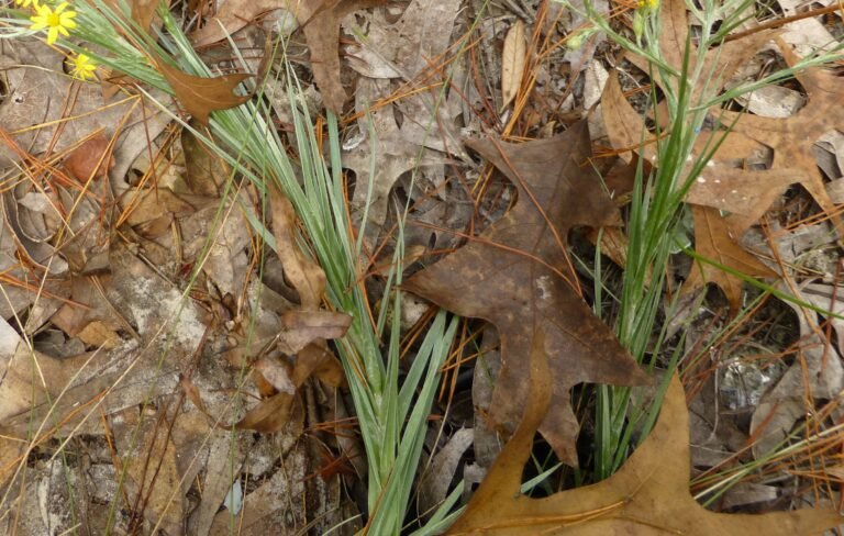 narrowleaf silkgrass Pityopsis graminifolia leaves