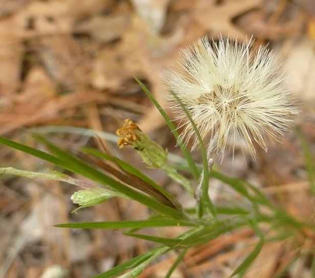 narrowleaf silkgrass Pityopsis graminifolia ripe seed head