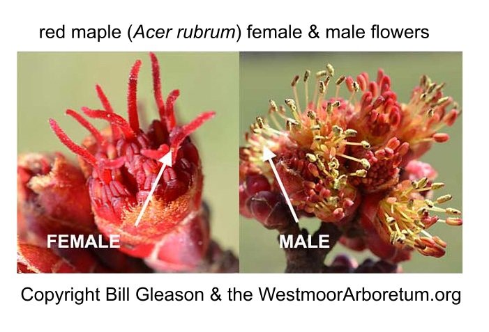 red maple male and female flowers bill gleason westmoorarboretum