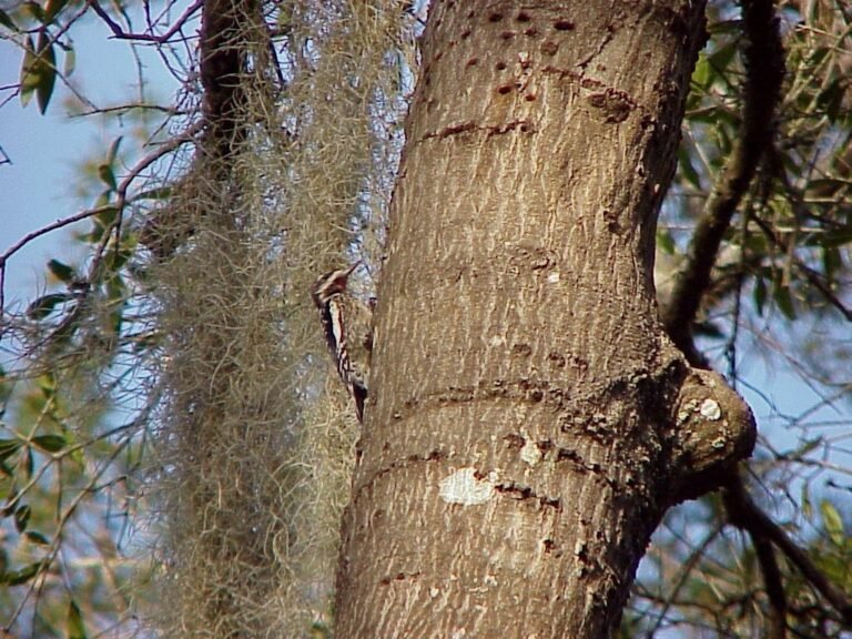 red maple sapsucker holes