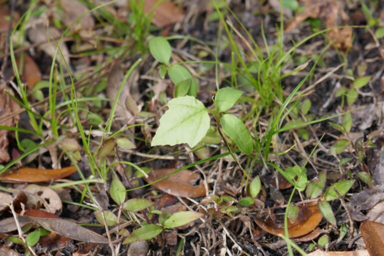 red maple Acer rubrum seedling volunteer in the lawn