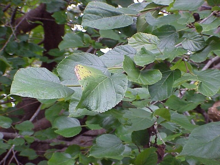 red mulberry Morus rubra leaves
