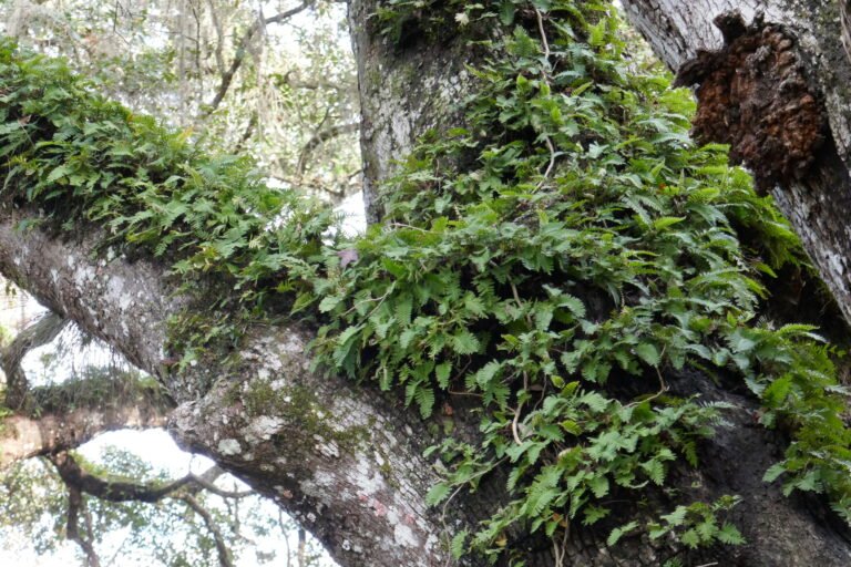 resurrection fern Pleopeltis michauxiana growing on live oak bark