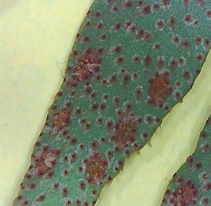 resurrection fern Pleopeltis michauxiana magnified spores