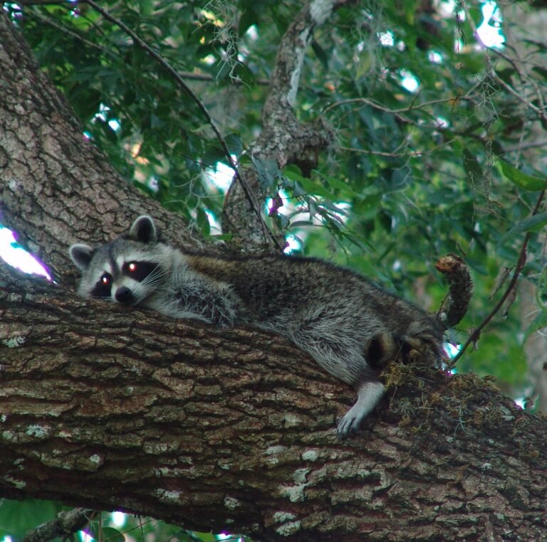 a raccoon resting on a bed of resurrection fern Pleopeltis michauxiana
