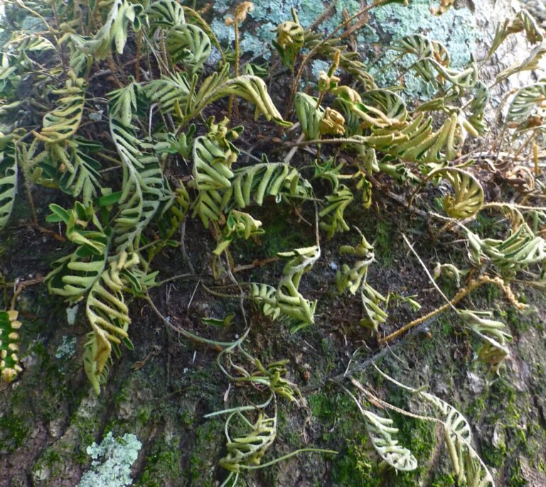 resurrection fern Pleopeltis michauxiana with shield lichen (Parmelia sp.) and Leucobryum glaucum (pincushion or cushion moss) growing on the same tree
