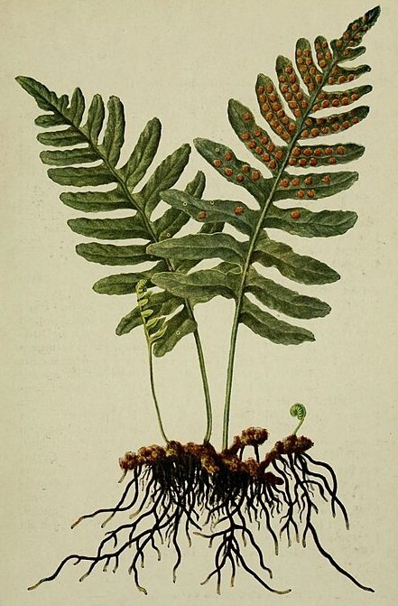 resurrection fern Pleopeltis michauxiana botanical illustration