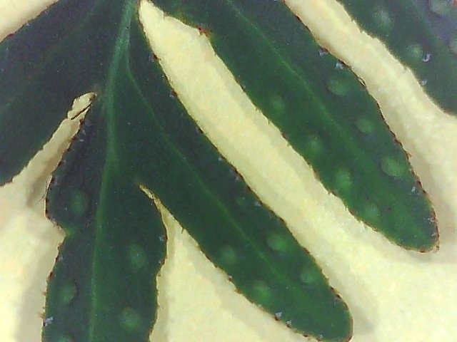 resurrection fern Pleopeltis michauxiana upper leaf surface showing sori bumps