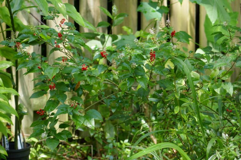 rouge plant Rivina humilis