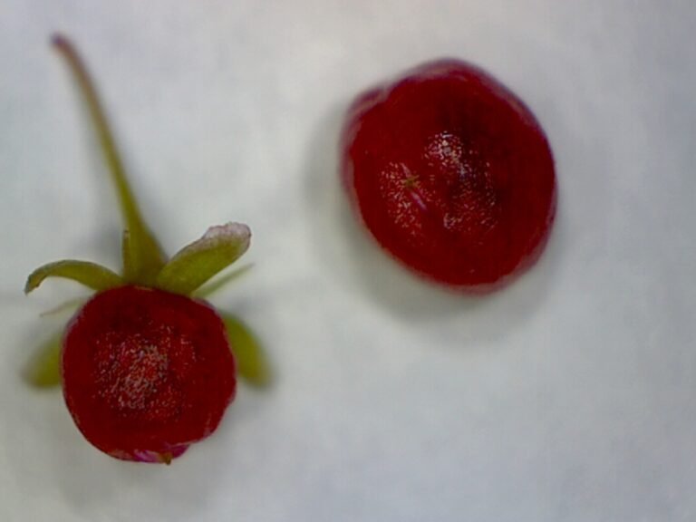 rouge plant Rivina humilis magnified fruit