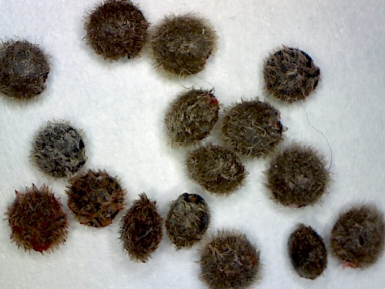 rouge plant Rivina humilis magnified seeds