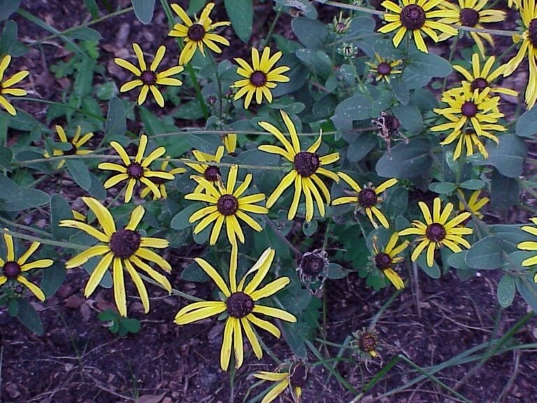 blackeyed susan Rudbeckia hirta