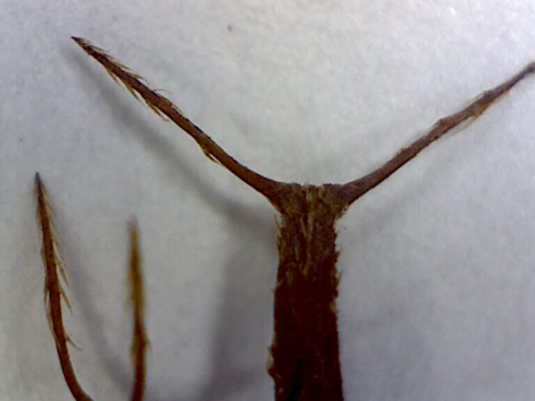 Bidens alba Spanish needles magnified seeds