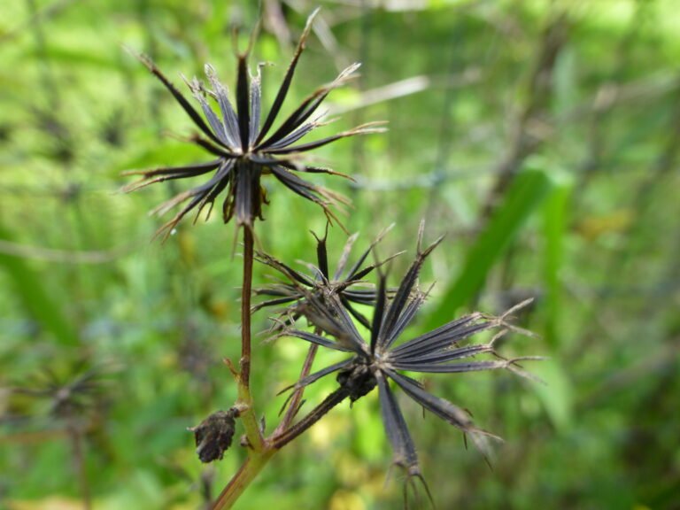 Bidens alba Spanish needles seed heads