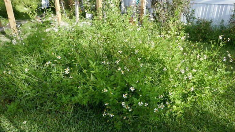 Bidens alba Spanish needles plant in the landscape