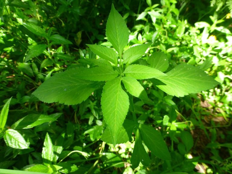Bidens alba Spanish needles leaves