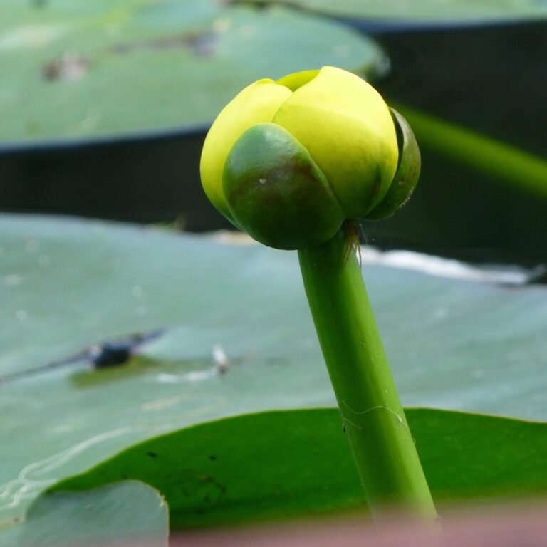 spatterdock flower