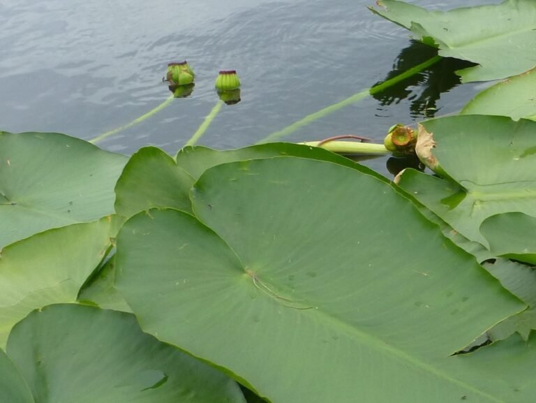 spatterdock seed pods