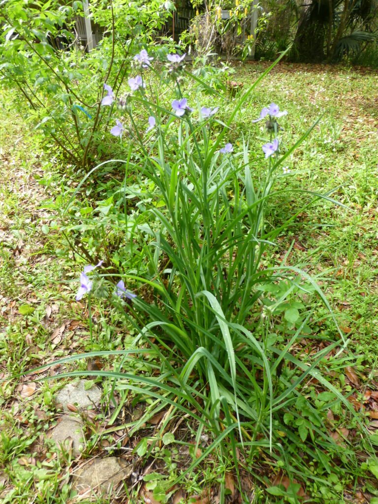 Tradescantia ohiensis Ohio spiderwort in the home landscape