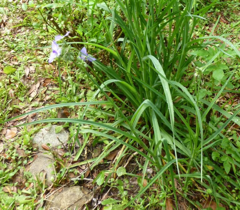 Tradescantia ohiensis Ohio spiderwort leaves
