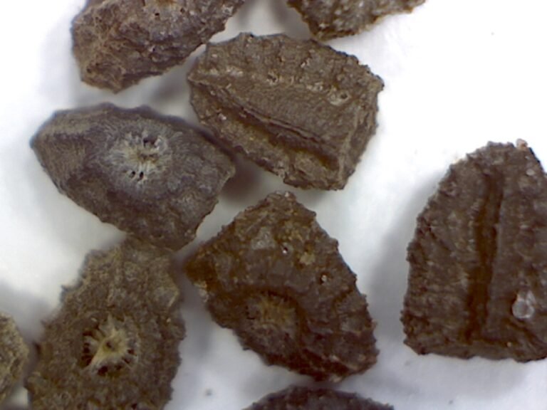 Tradescantia ohiensis Ohio spiderwort magnified seeds