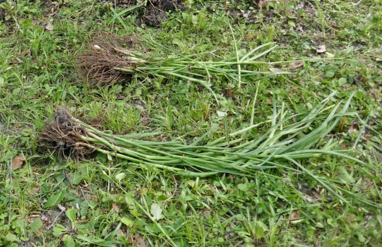 Tradescantia ohiensis Ohio spiderwort magnified transplants