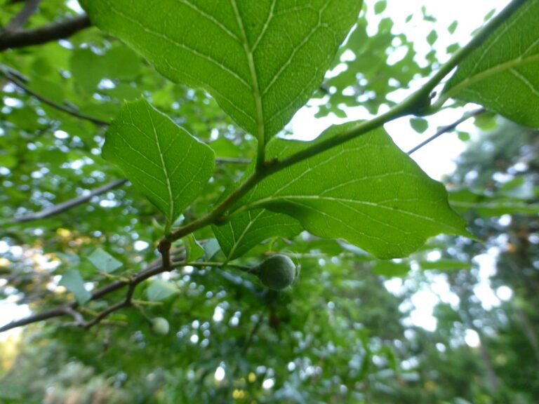 American snowbell Styrax americanus leaves