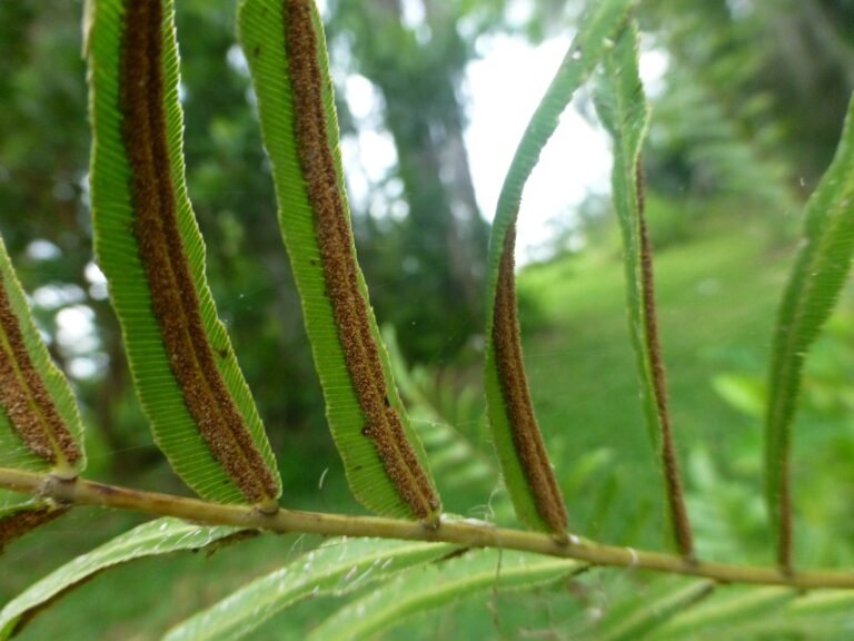 swamp fern Telmatoblechnum serrulatum leaflets showing the sporangia