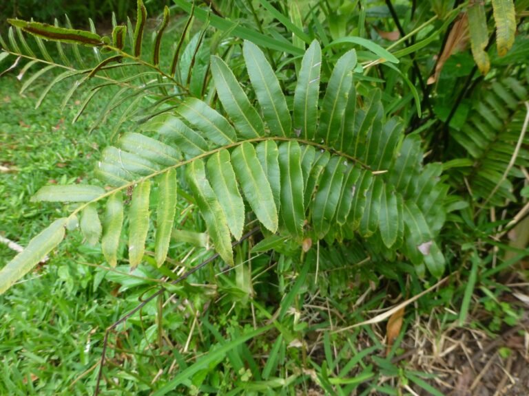 swamp fern Telmatoblechnum serrulatum