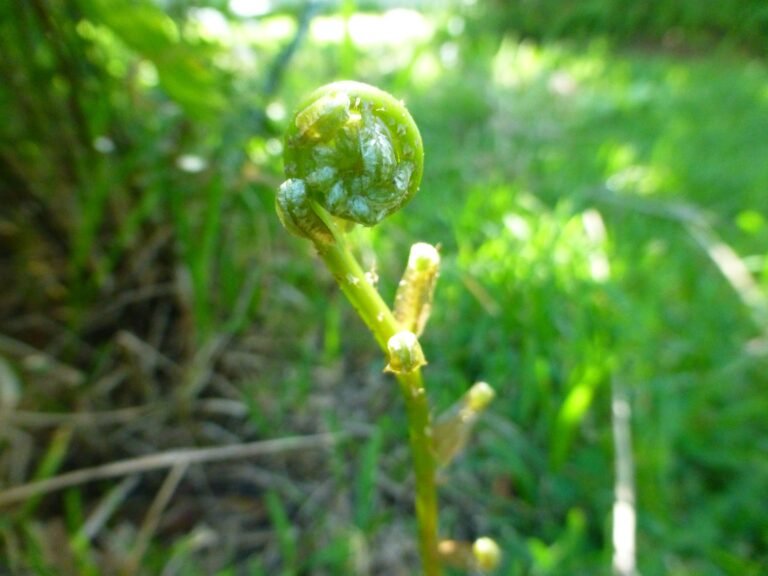 swamp fern Telmatoblechnum serrulatum fiddlehead